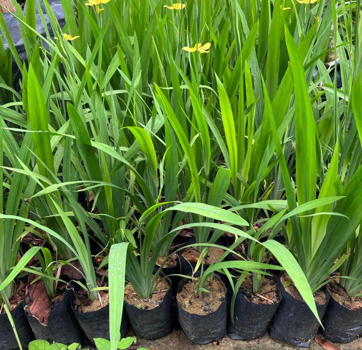 Bundle Of 5 - Iris Pseudacorus, Yellow Iris (0.3m)