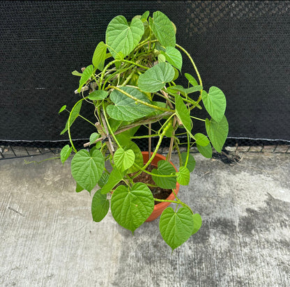 Tinospora Cordifolia, Guduchi, Giloy (0.60m)