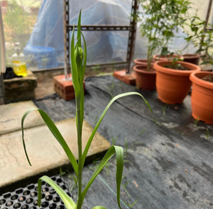 Agave Amica 'The Pearl', Double Pearl Tuberose Plant (0.4m)