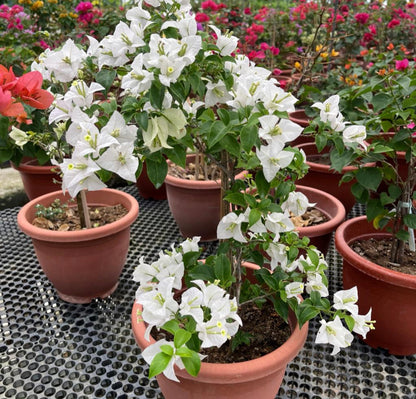 Bougainvillea Glabra 'Alba' (0.6m)