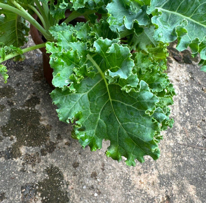 Kale (0.2m)