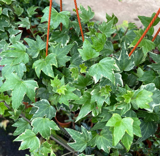 Hedera Helix, English Ivy (0.25m)