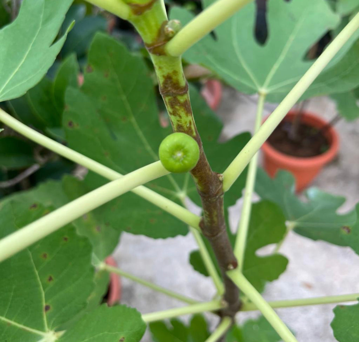 Ficus Carica, Taiwan Golden Fig (0.7m)