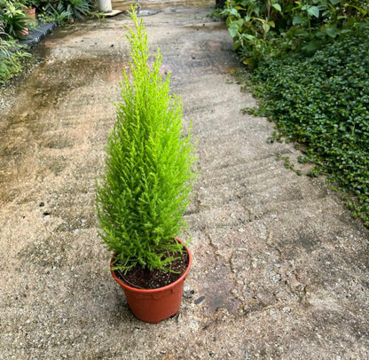 Cupressus Macrocarpa 'Goldcrest', Monterey Cypress (0.4m)