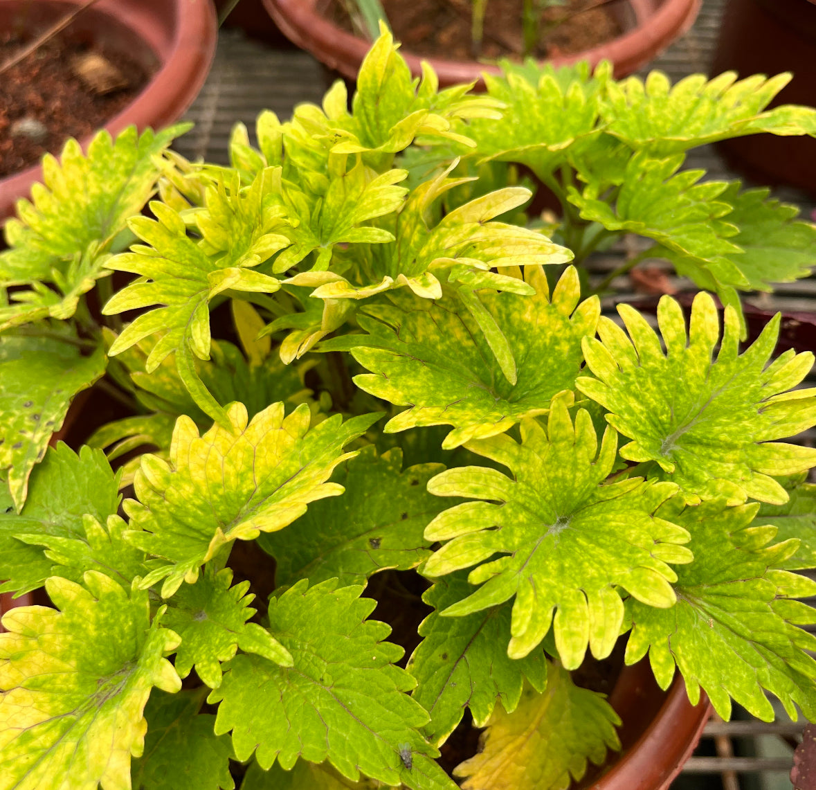 Coleus Green with Yellow (0.25m)