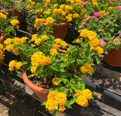 Lantana Yellow (0.5m)