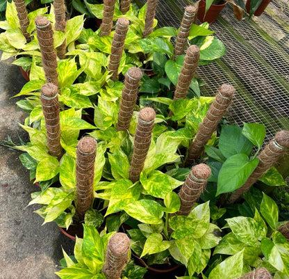 Epipremnum Aureum, Money Plant, Devil's Ivy (0.3m)