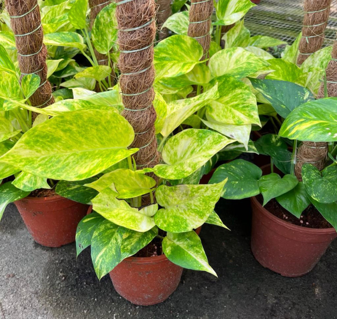 Epipremnum Aureum, Money Plant, Devil's Ivy (0.3m)