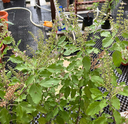 Ocimum Tenuiflorum, Holy Basil, Sacred Basil, Tulsi (0.65m)