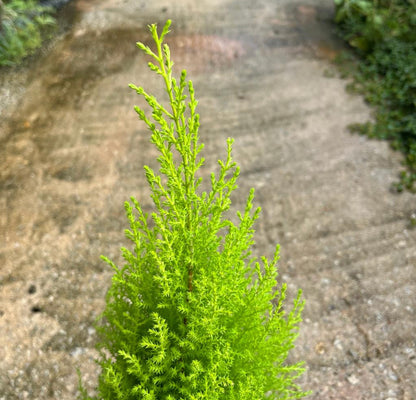 Cupressus Macrocarpa 'Goldcrest', Monterey Cypress (0.4m)