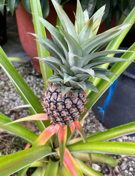 Ananas Comosus, Pineapple (0.8m)