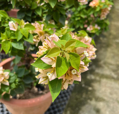 Bougainvillea 'Sunvillea Cream' (0.5m)