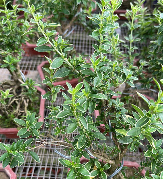 Serissa Japonica 'Variegata' Bonsai, Snow Rose Bonsai (0.25m)