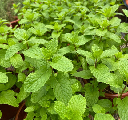 Mentha Spicata, Spearmint (0.25m)