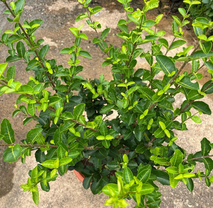 Malpighiaceae, Acerola, Barbados Cherry (0.6m)