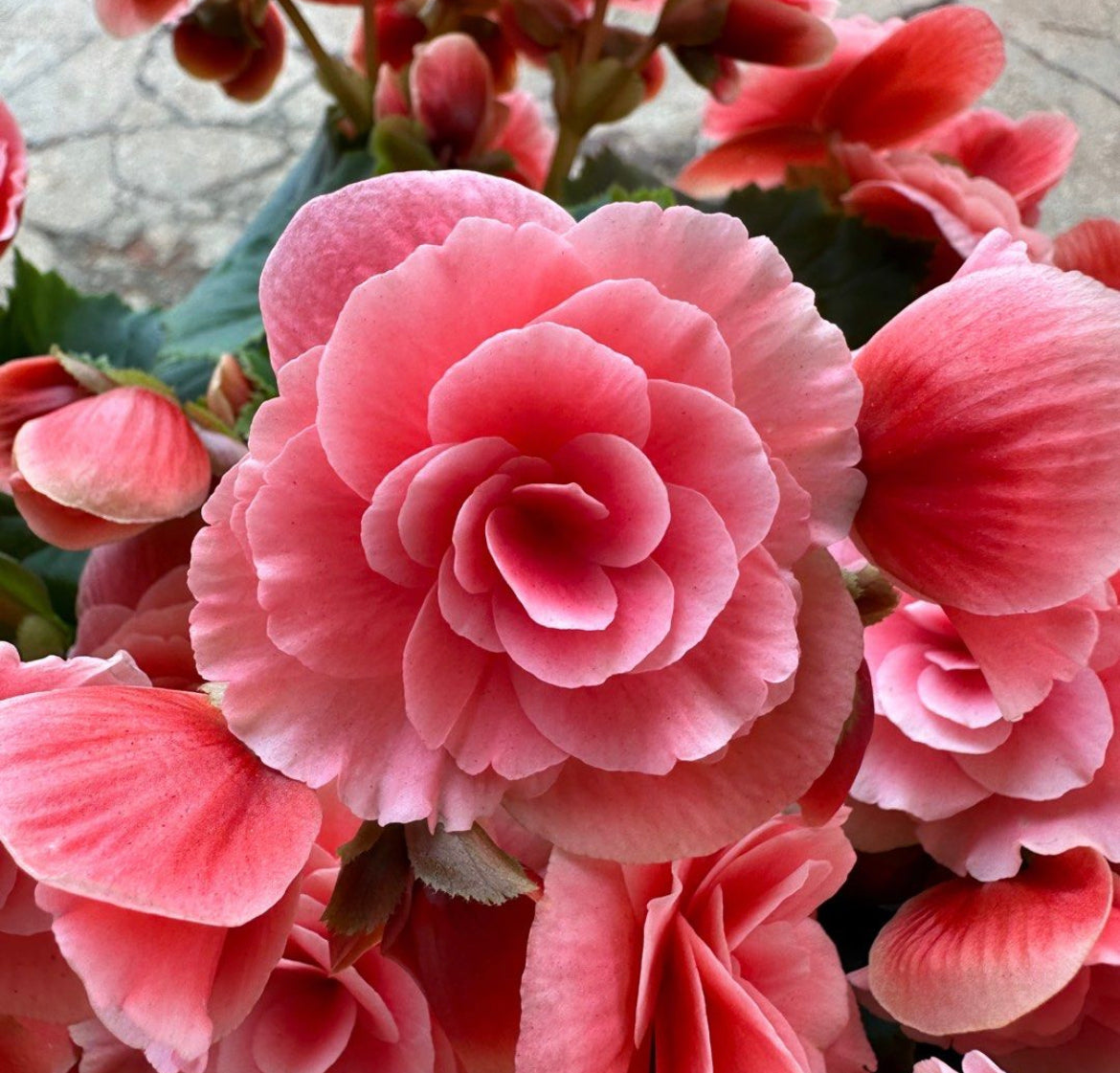 Begonia Rose (0.3m)