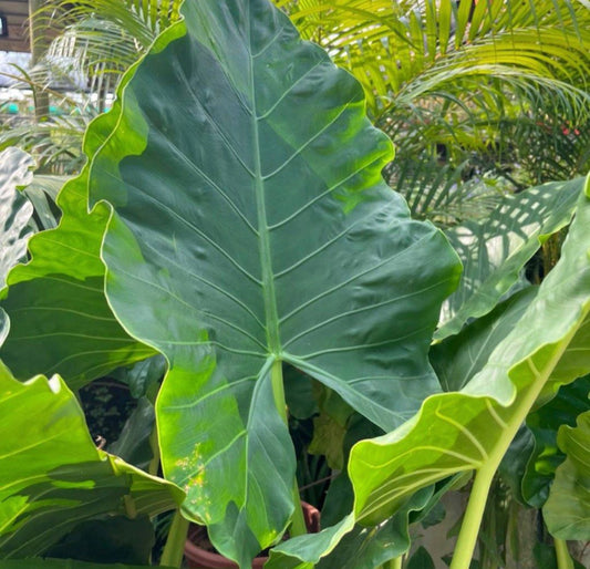 Alocasia Macrorrhizos, Elephant Ear Taro in bag (0.8m)