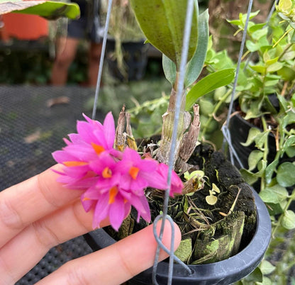 Dendrobium Hibiki (Dendrobium Bracteosum x Dendrobium Laevifolium) (0.2m) (Hanging)