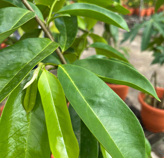 Soursop Plant (0.8m)