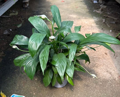 Spathiphyllum Wallisii 'Dwarf', White Peace Lily (0.3m)