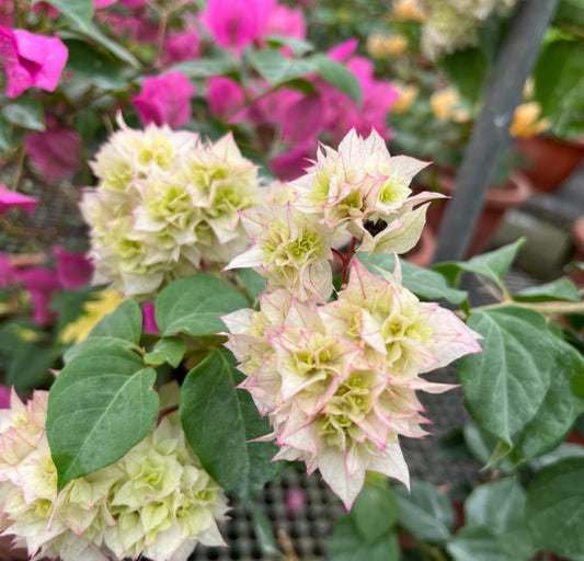 Bougainvillea Double White (0.55m)