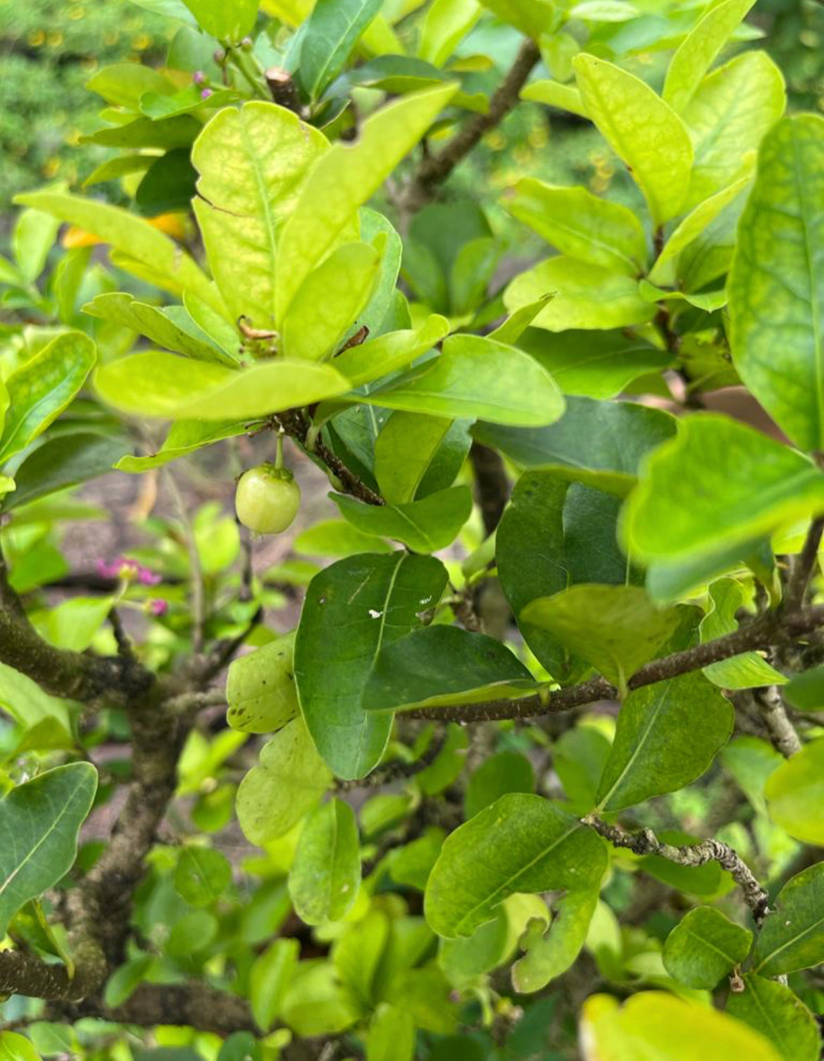 Malpighiaceae, Acerola, Barbados Cherry (0.6m)