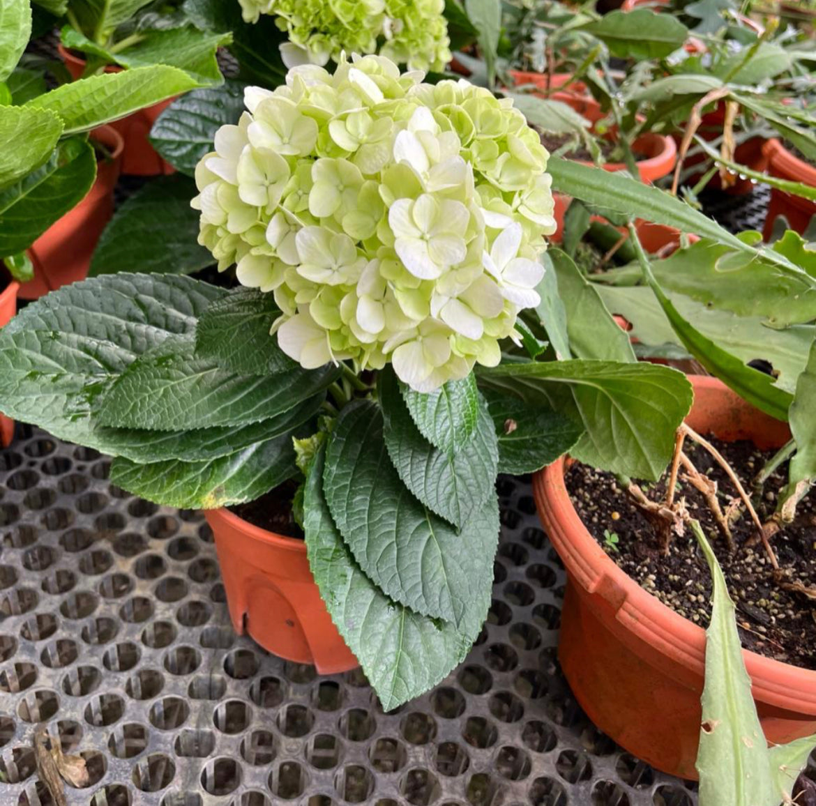 Hydrangea Macrophylla, Snowball Flower (0.35m)