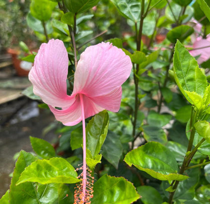 Hibiscus Pink Single Layer (0.8m)