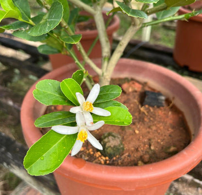 Lemon Plant (0.6m)