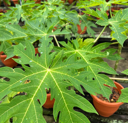 Carica Papaya, Papaya (1m)