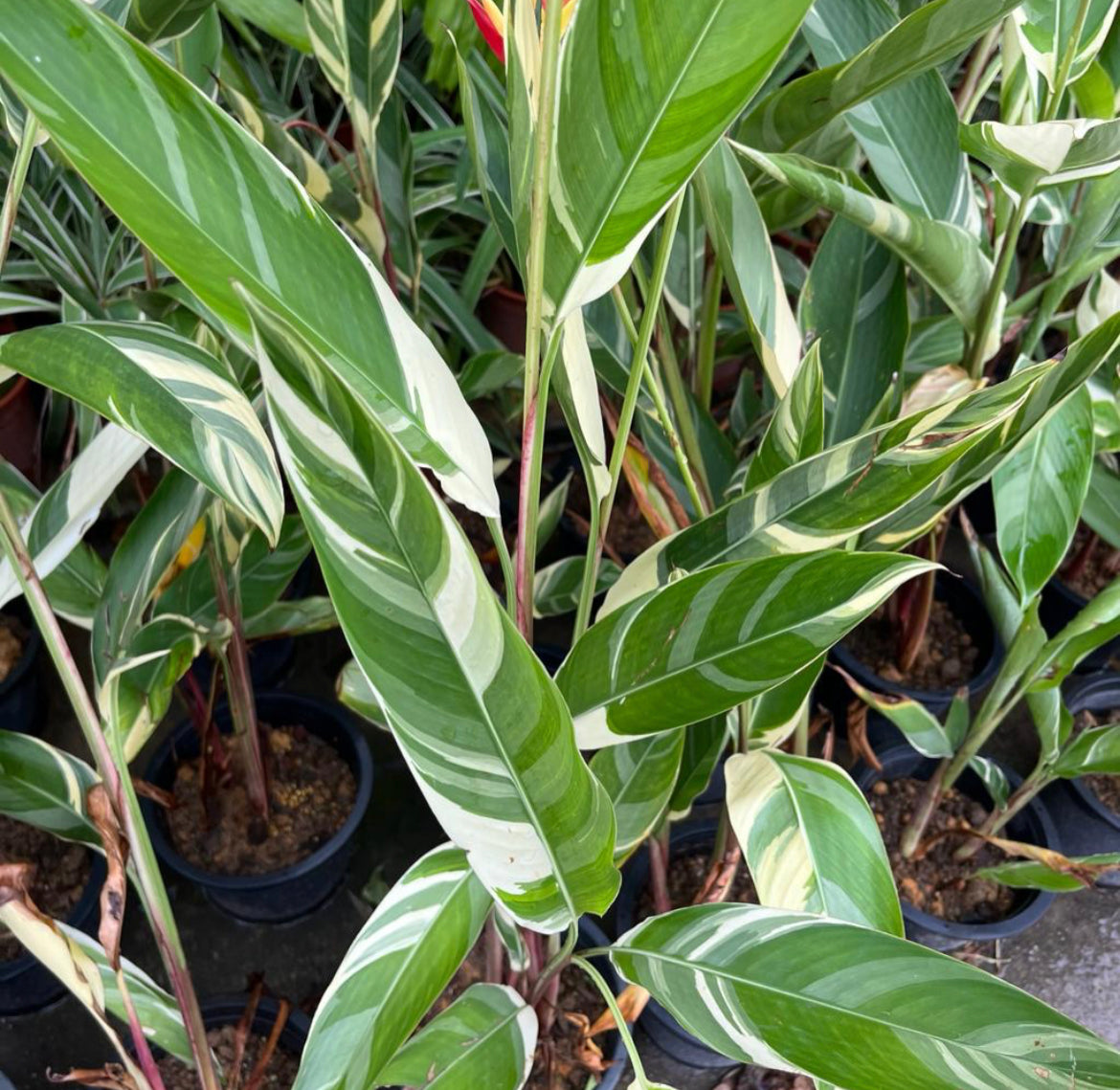 Heliconia Psittacorum 'Lady Di' (Variegated) (0.8m)