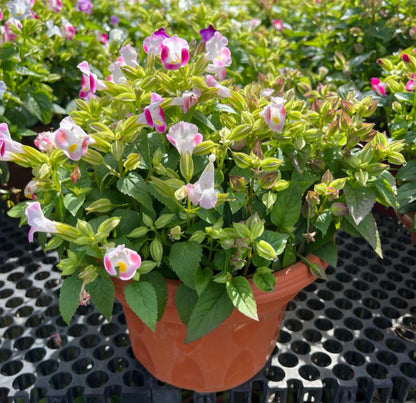 Torenia Pink, Wishbone Flower (0.3m)