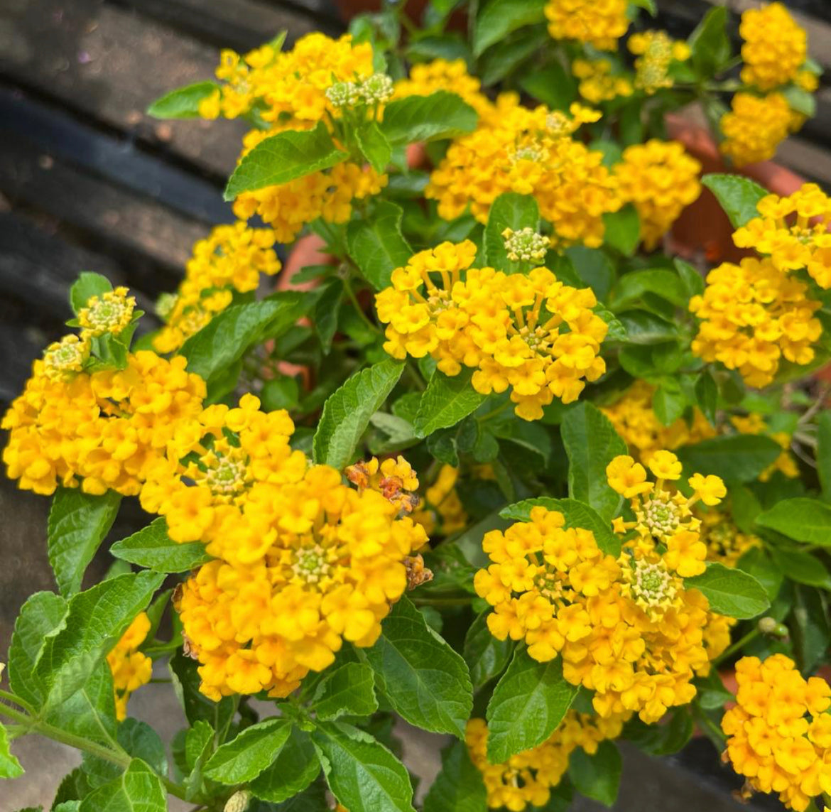 Lantana Camara, Lantana Yellow (0.5m)