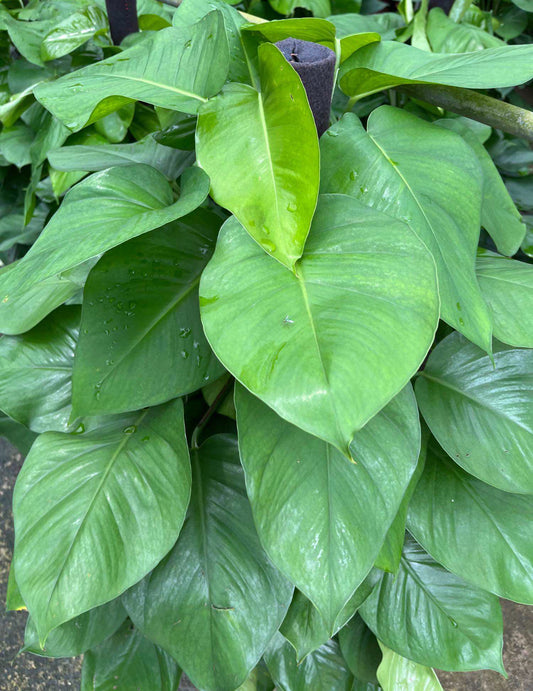 Epipremnum Aureum, Money Plant (1.1m)