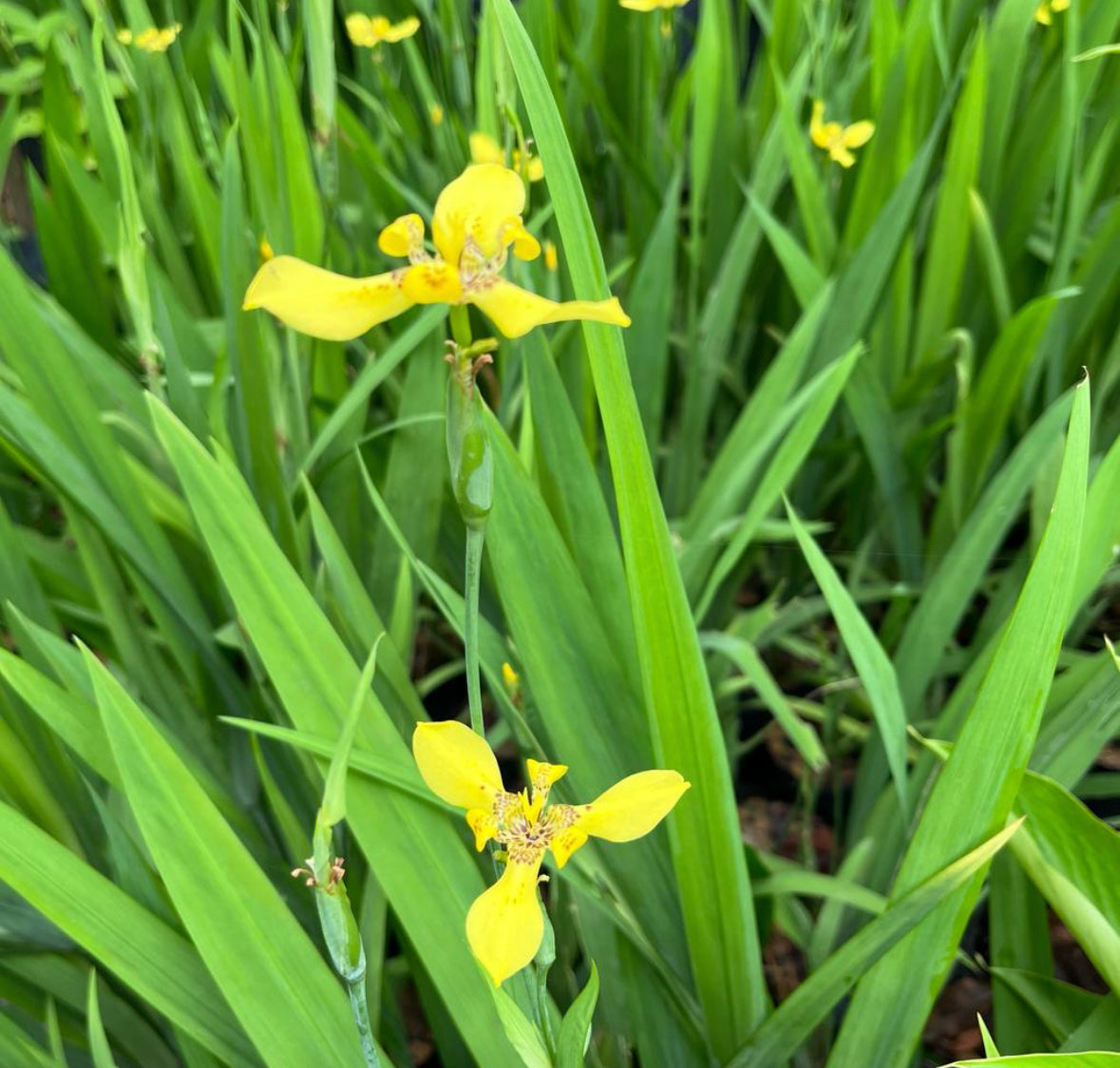 Bundle Of 5 - Iris Pseudacorus, Yellow Iris (0.3m)