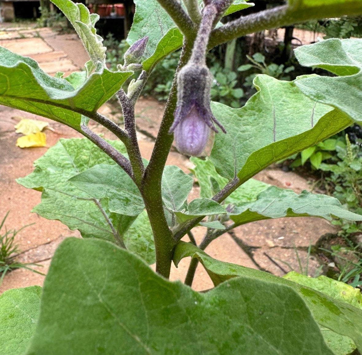 Eggplant (0.5m)