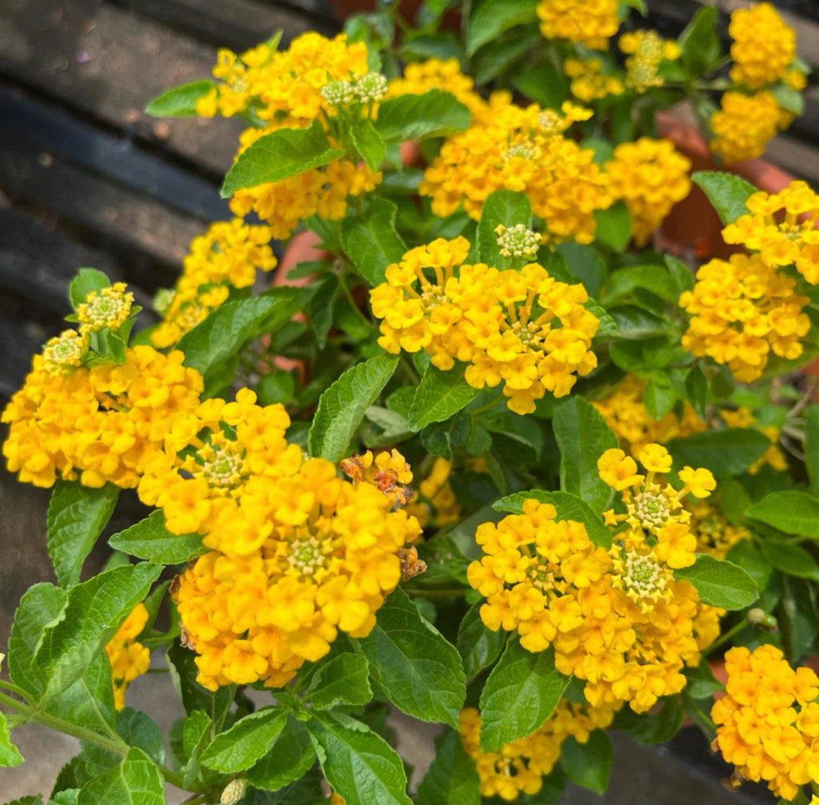 Lantana Yellow (0.5m)