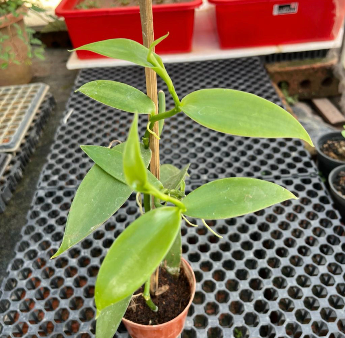 Vanilla planifolia Andrews (0.4m)