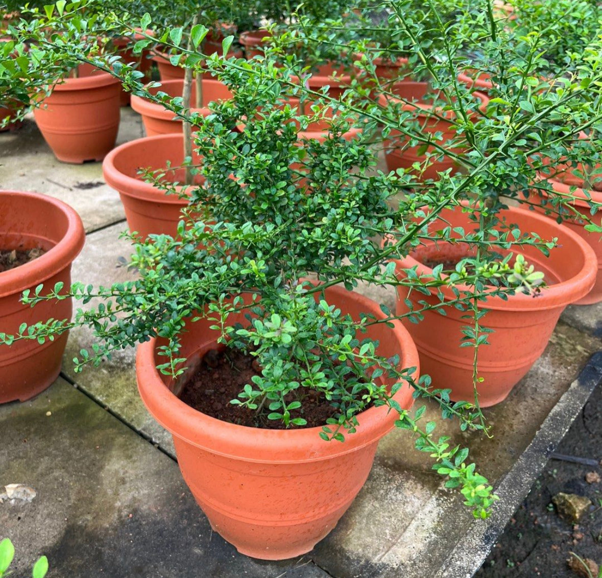 Finger Lime (0.5m)