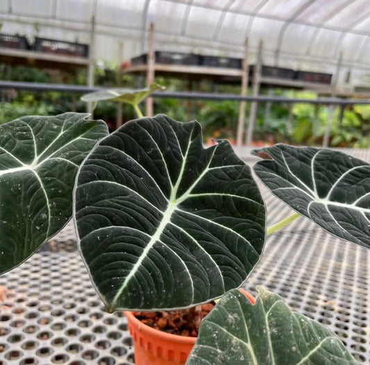 Alocasia Reginula 'Tabin' (0.3m)