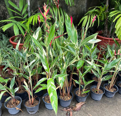 Heliconia Psittacorum 'Lady Di' (Variegated) (0.8m)