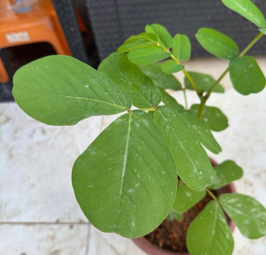 Senna Alata (Linnaeus) Roxburgh, Candle Plant (0.4m)