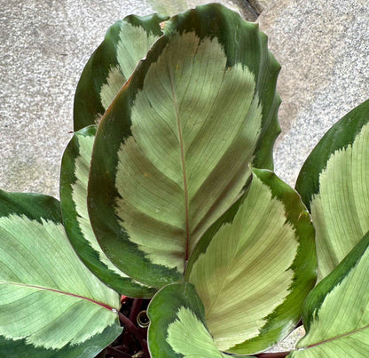 Calathea Roseopicta 'Corona' (0.3m)