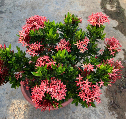 Ixora Red (0.5m)