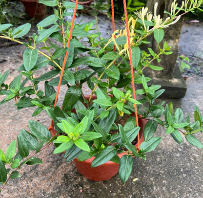 Lonicera Japonica, Japanese Honeysuckle (Hanging) (0.35m)