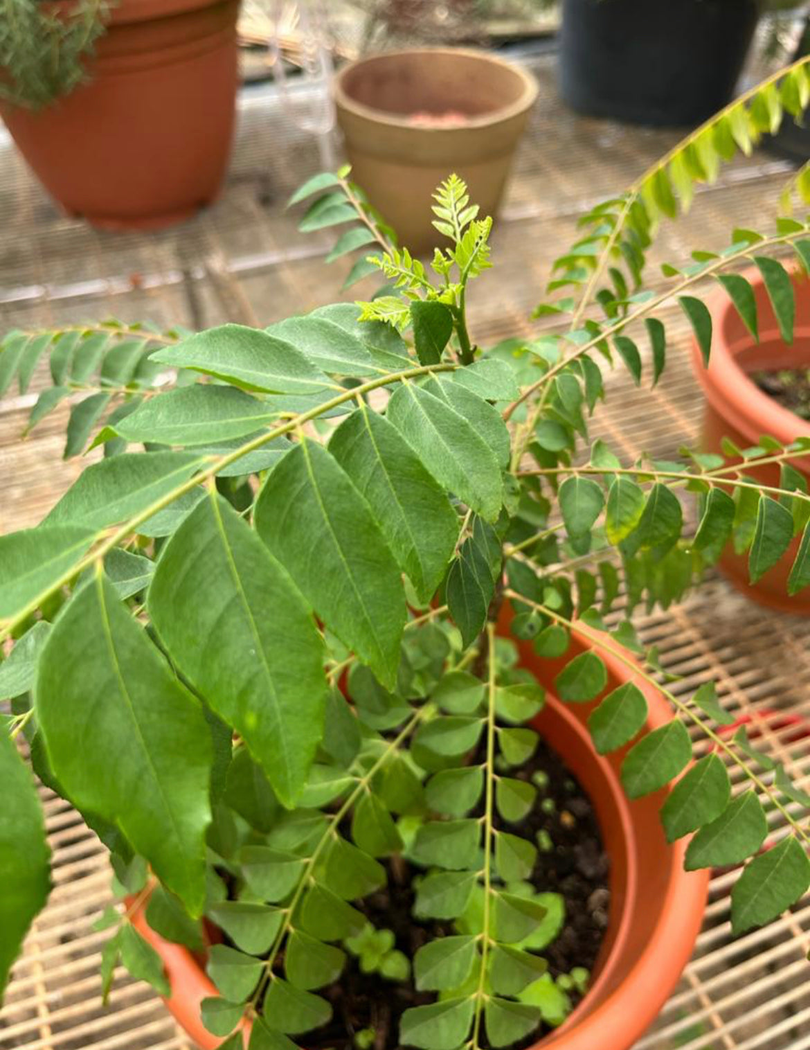 Murraya Koenigii, Curry Tree (0.5m)