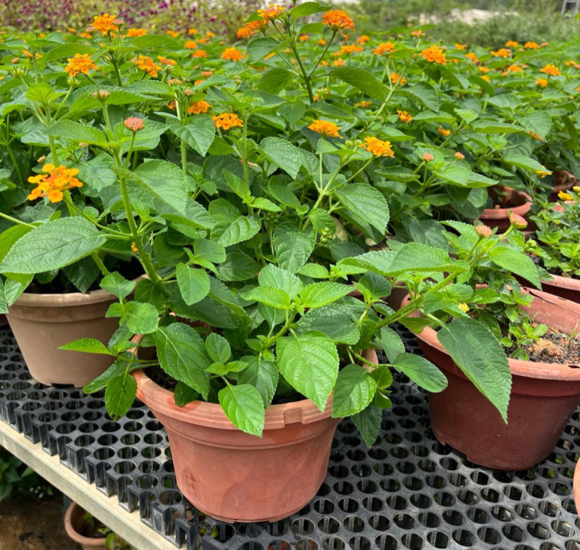 Lantana Camara (0.3m)