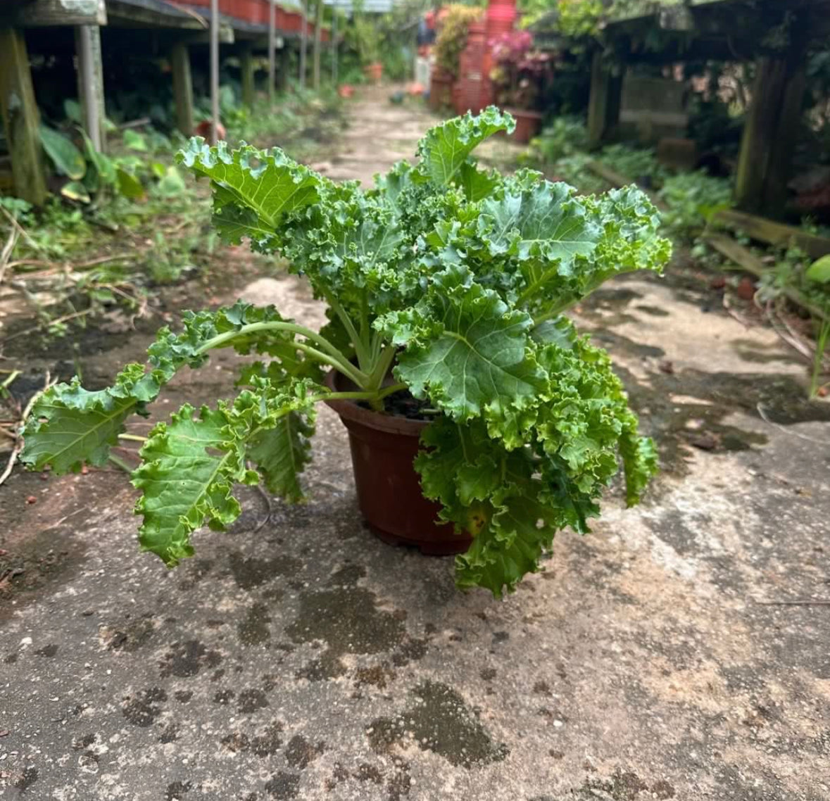 Kale (0.2m)