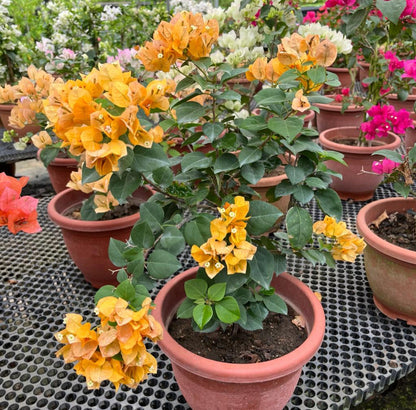 Bougainvillea 'California Gold' (0.55m)