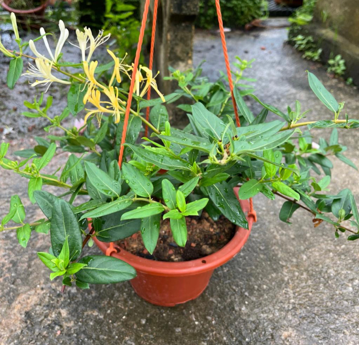 Lonicera Japonica, Japanese Honeysuckle (Hanging) (0.35m)